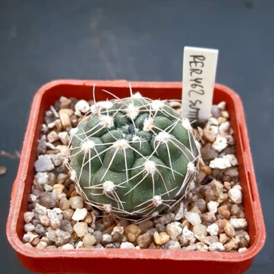 Gymnocalycium sutterianum 'tetraploideum' RER462 Canada Alvarez, 3,7km SSZ, 607m