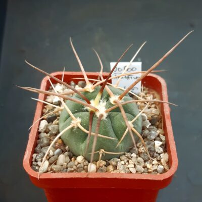 Gymnocalycium cardenasianum f.armatum JO600, Toraya Puno, Parokia