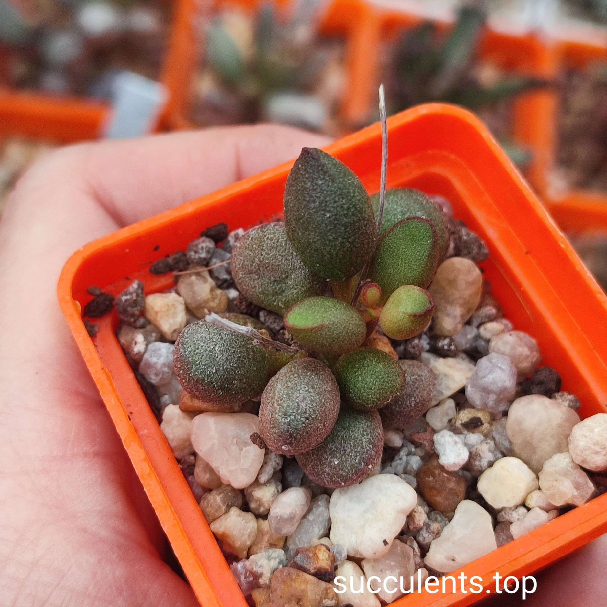 661721172_3507799219358614_7166020704606614399_n 661721172_3507799219358614_7166020704606614399_n