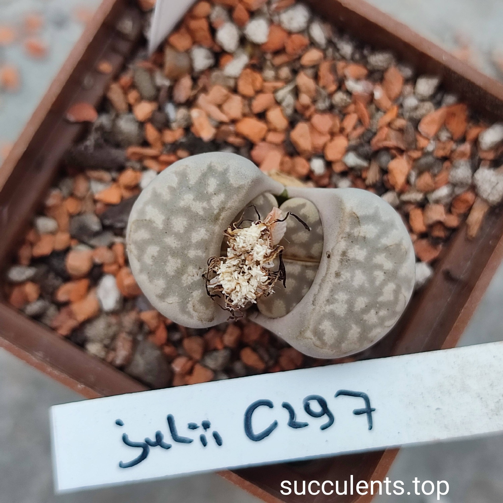 661927897_3507802599358276_1026777413902886544_n 661927897_3507802599358276_1026777413902886544_n