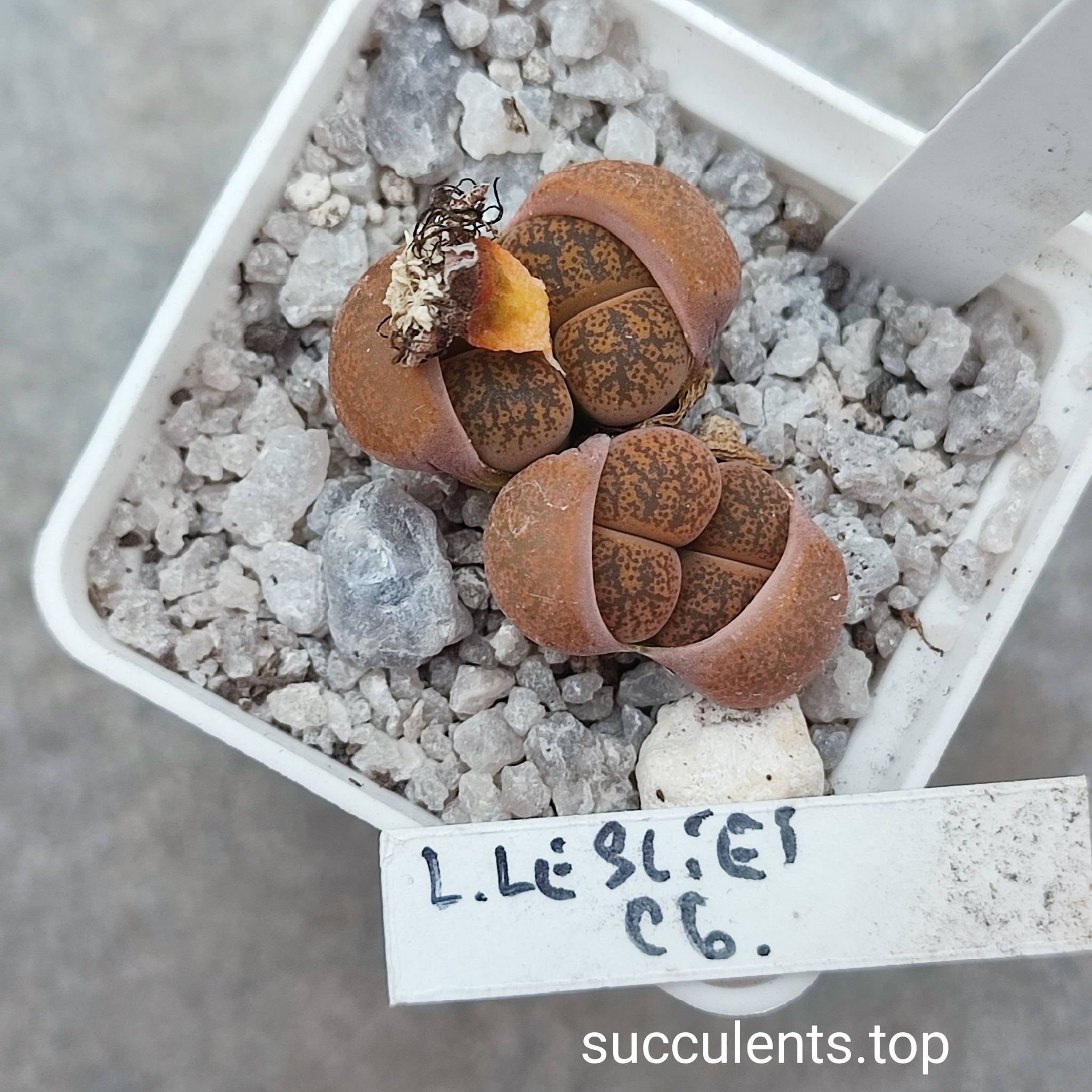 661941417_3507803036024899_3594421709722831140_n 661941417_3507803036024899_3594421709722831140_n