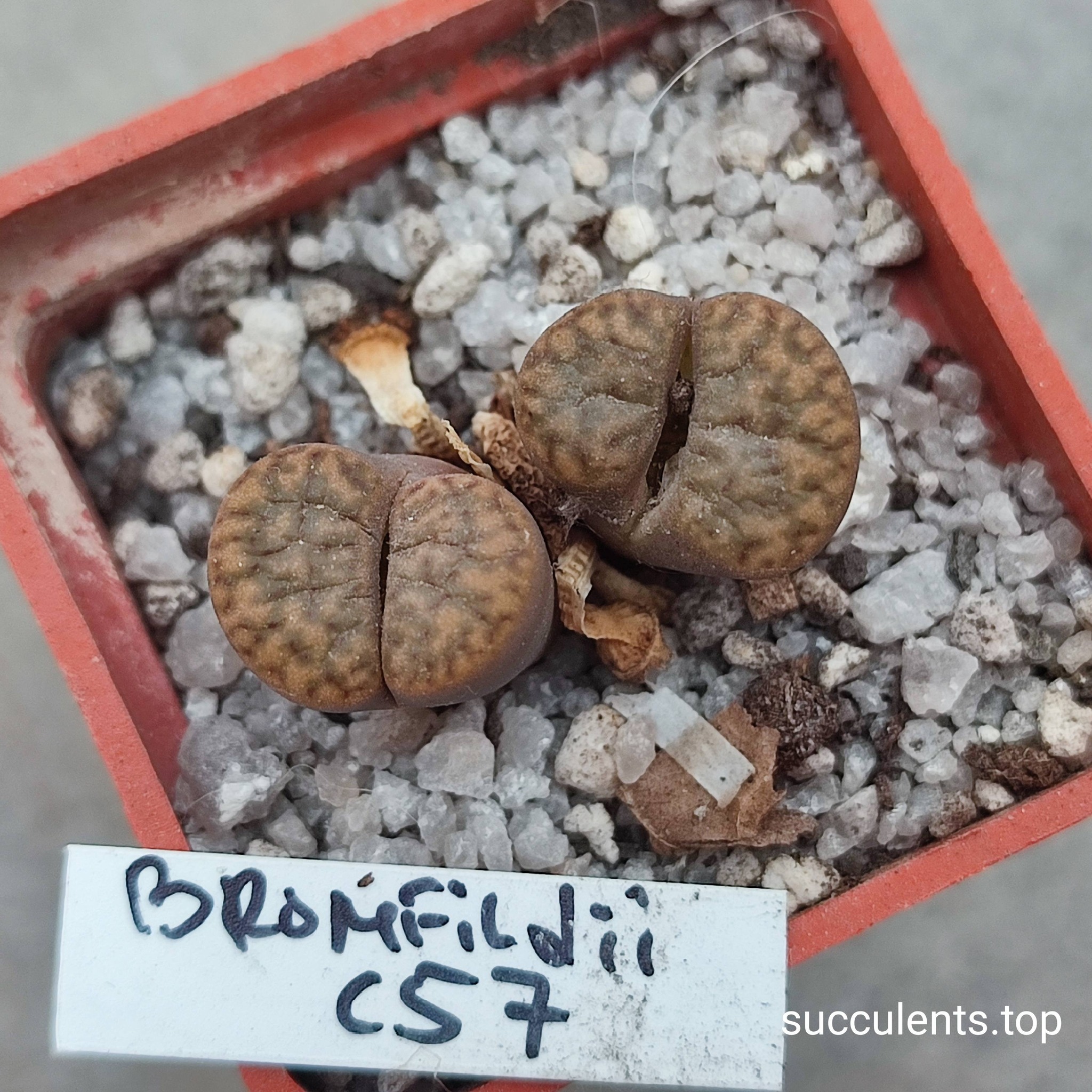 662019489_3507802176024985_4830896979166193326_n 662019489_3507802176024985_4830896979166193326_n