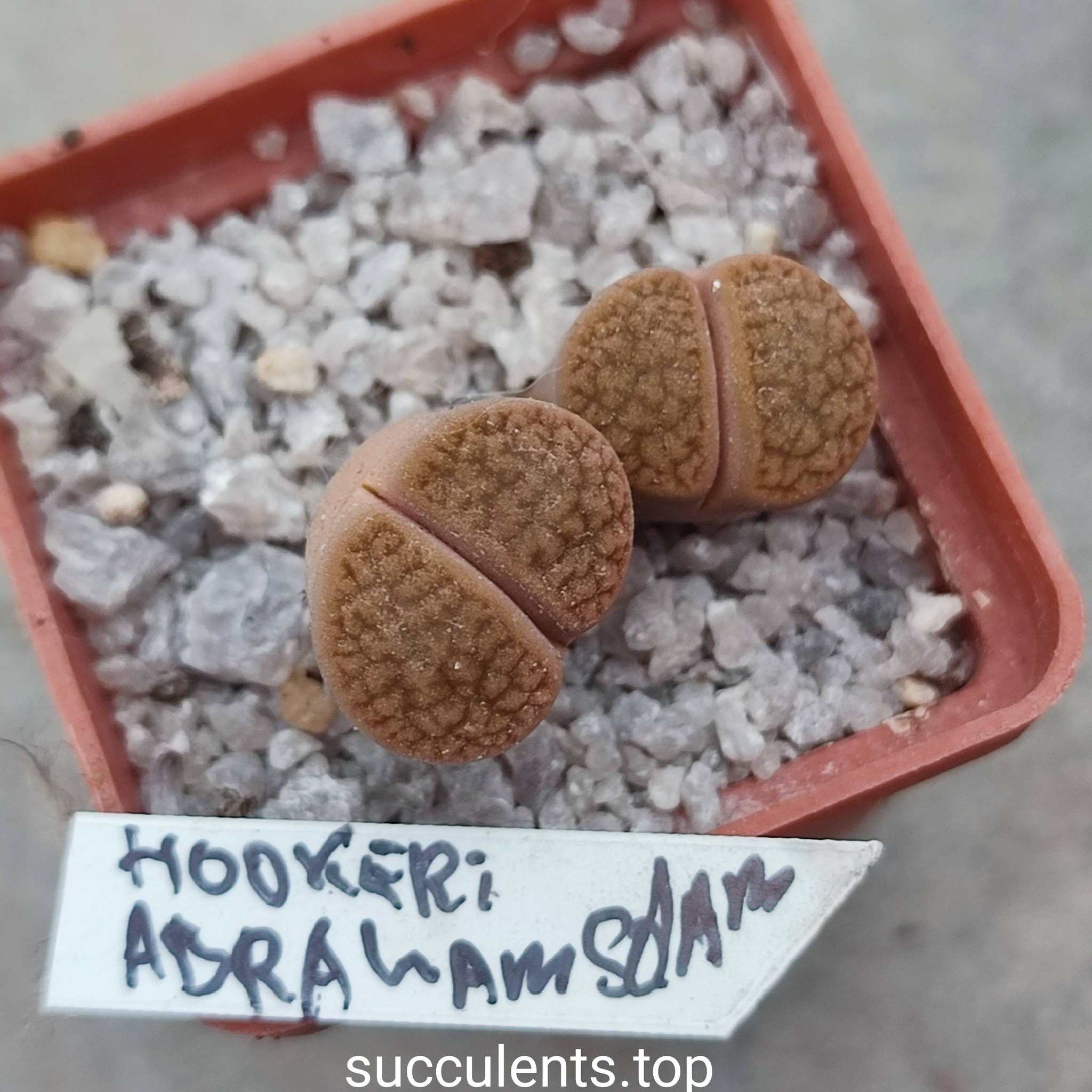 662117910_3507799502691919_7014540332494943485_n 662117910_3507799502691919_7014540332494943485_n