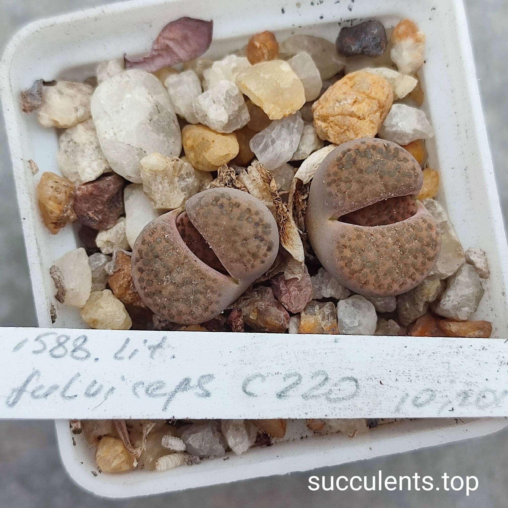 662475246_3507802902691579_5101951981056560819_n 662475246_3507802902691579_5101951981056560819_n