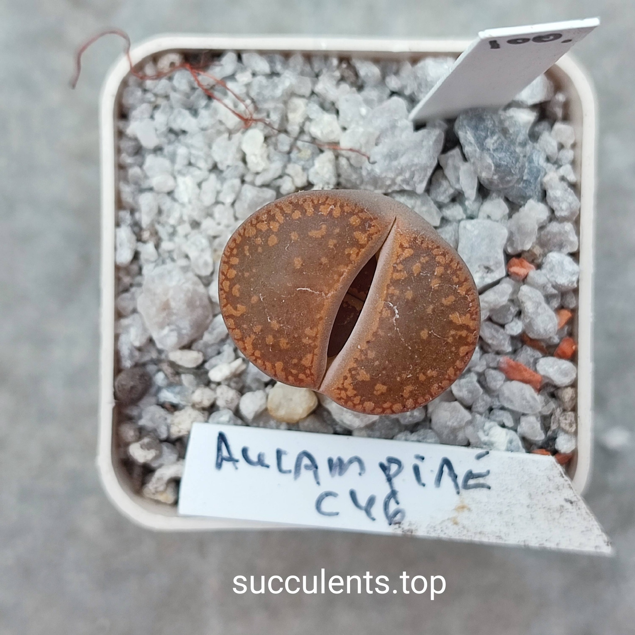 662491632_3507804822691387_1122006931665387497_n 662491632_3507804822691387_1122006931665387497_n