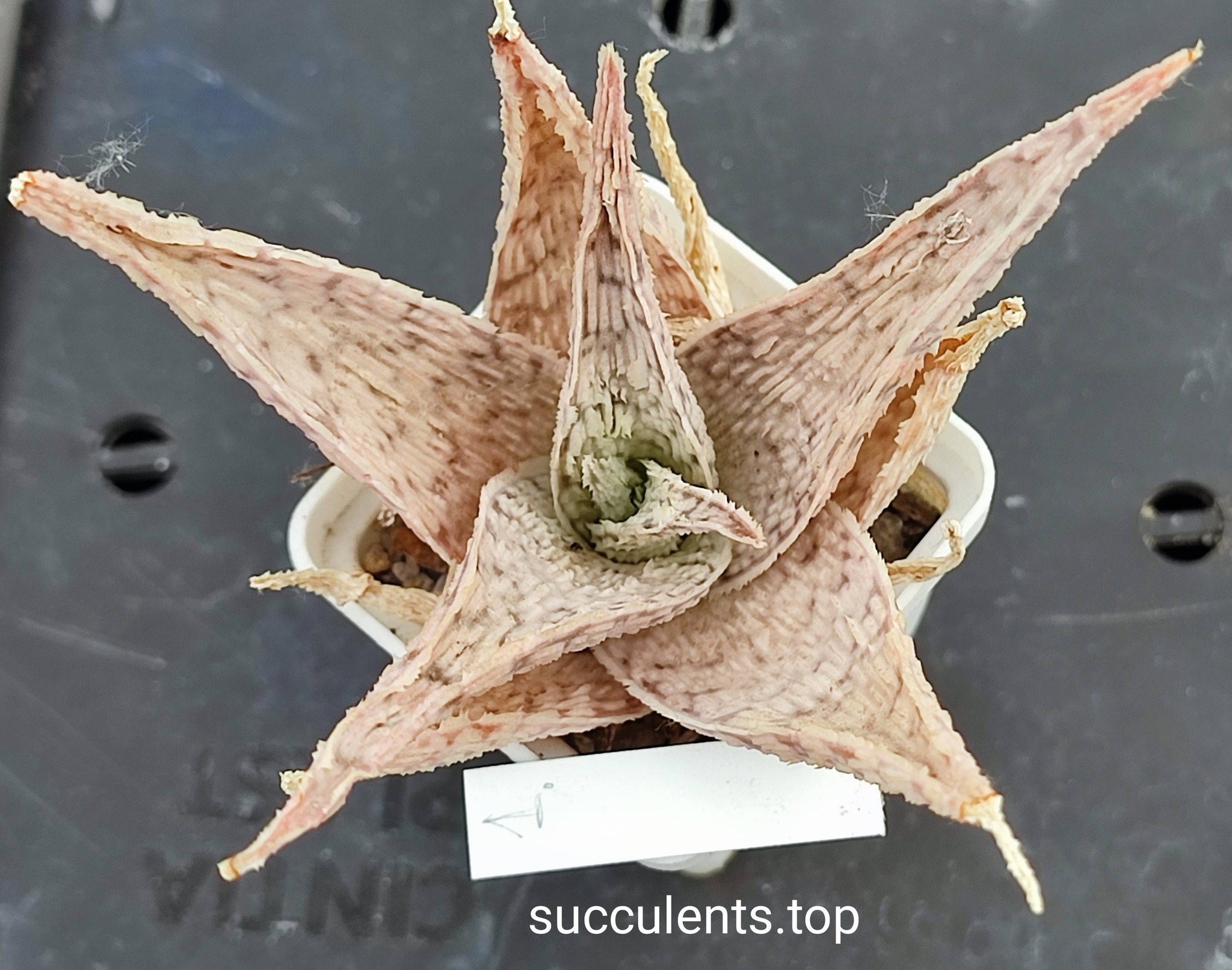 662803029_3509308742540995_6696861661058572571_n 662803029_3509308742540995_6696861661058572571_n