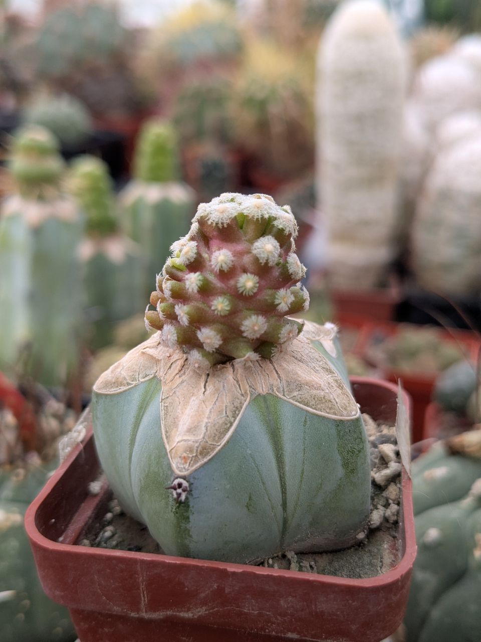 IMG_20260408_135650_964