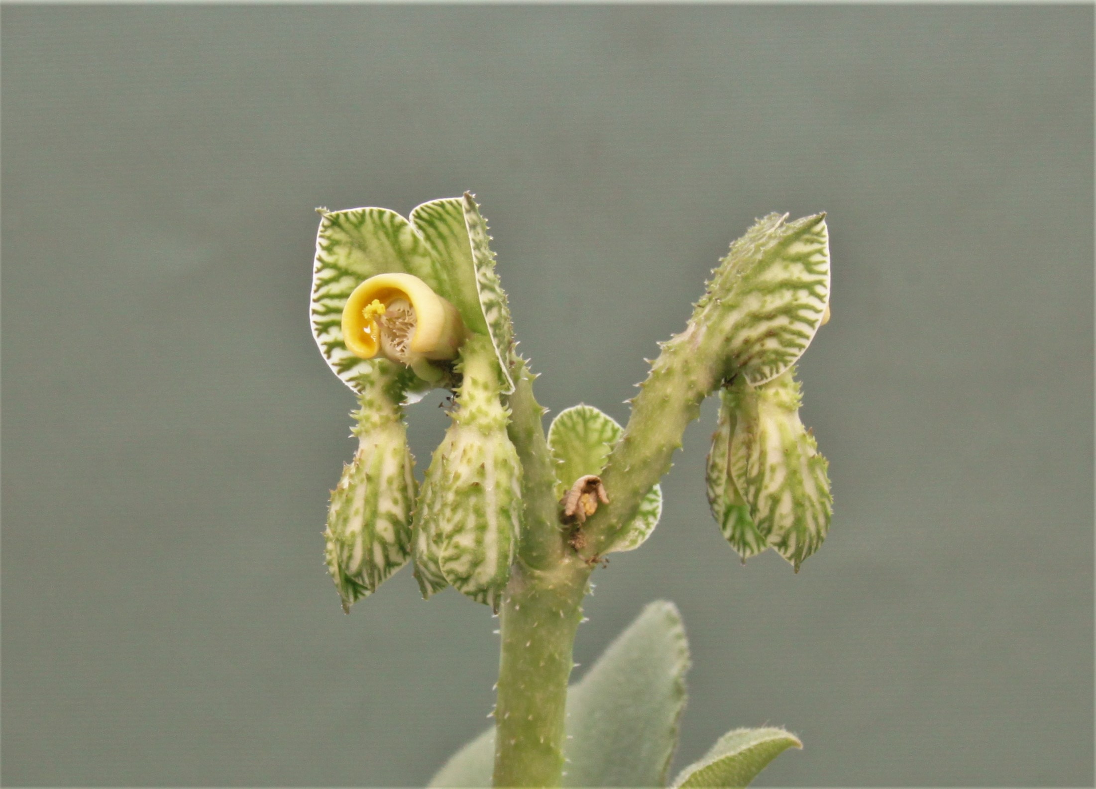Monadenium echinulatum ES22636 Dodoma prov. Tanzania 1. Кубик 10х10см. 1500грн