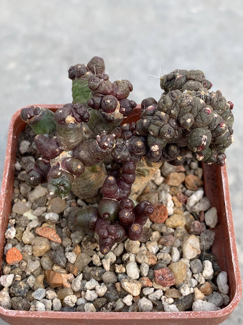 photo_17_2026-04-01_15-16-48 photo_17_2026-04-01_15-16-48