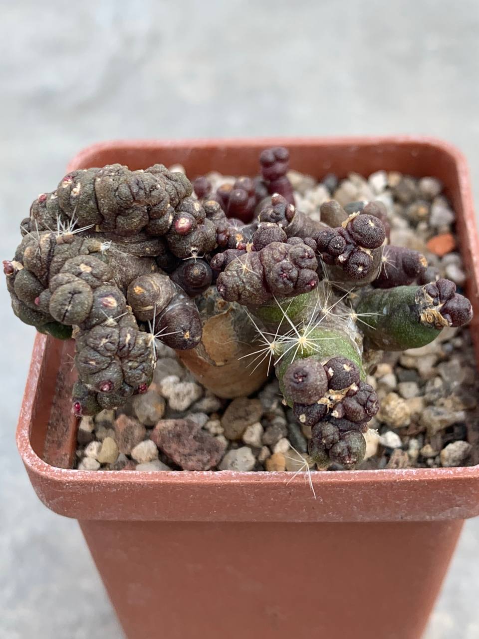 photo_18_2026-04-01_15-16-48 photo_18_2026-04-01_15-16-48