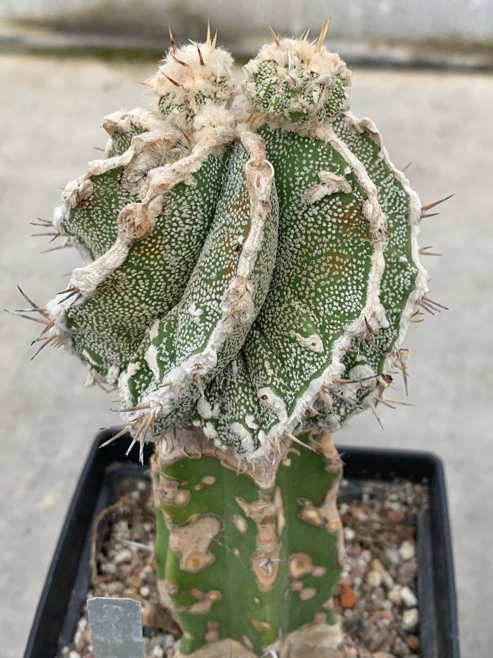 photo_37_2026-04-29_17-49-11