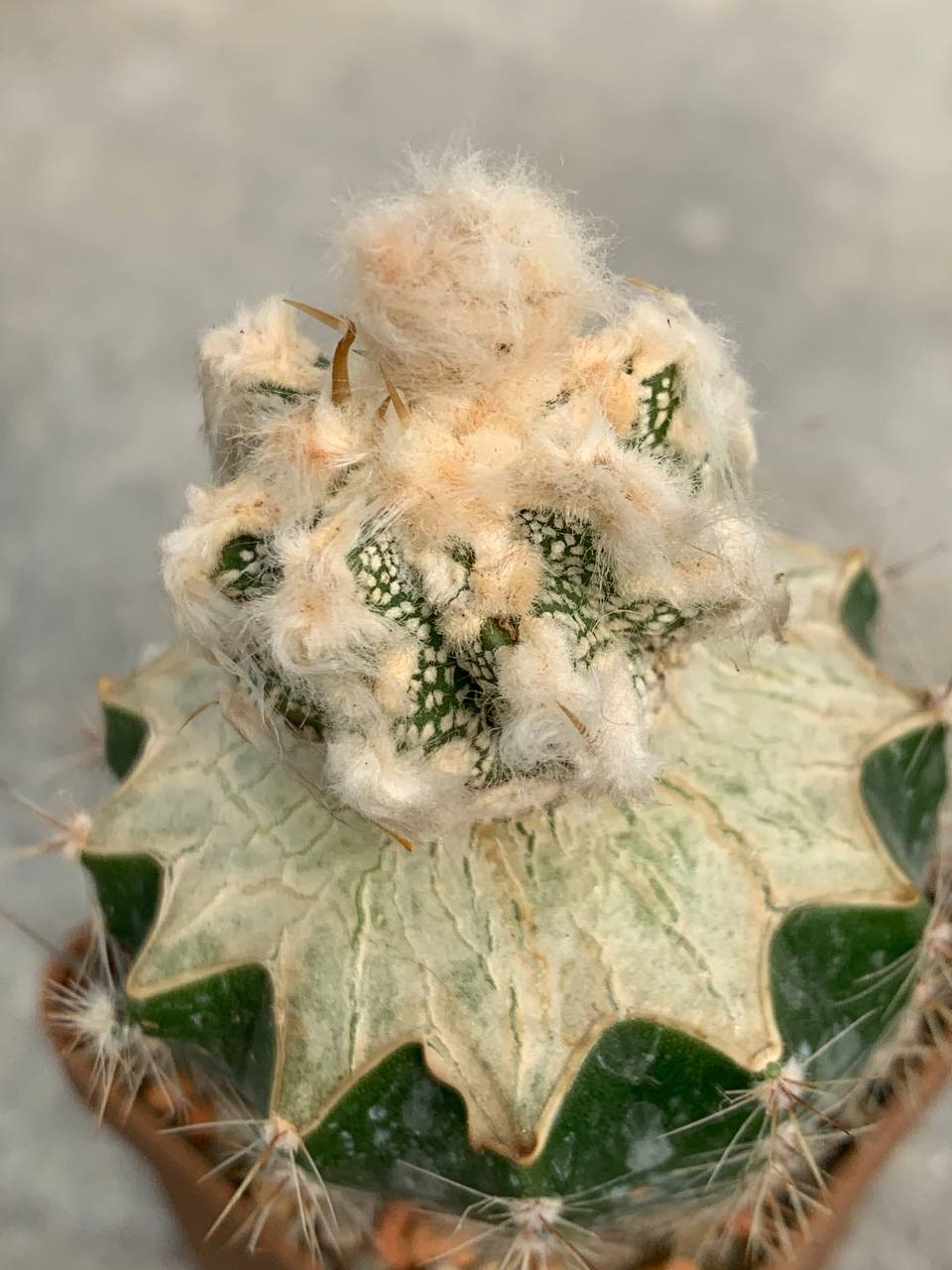 photo_60_2026-04-01_15-16-48