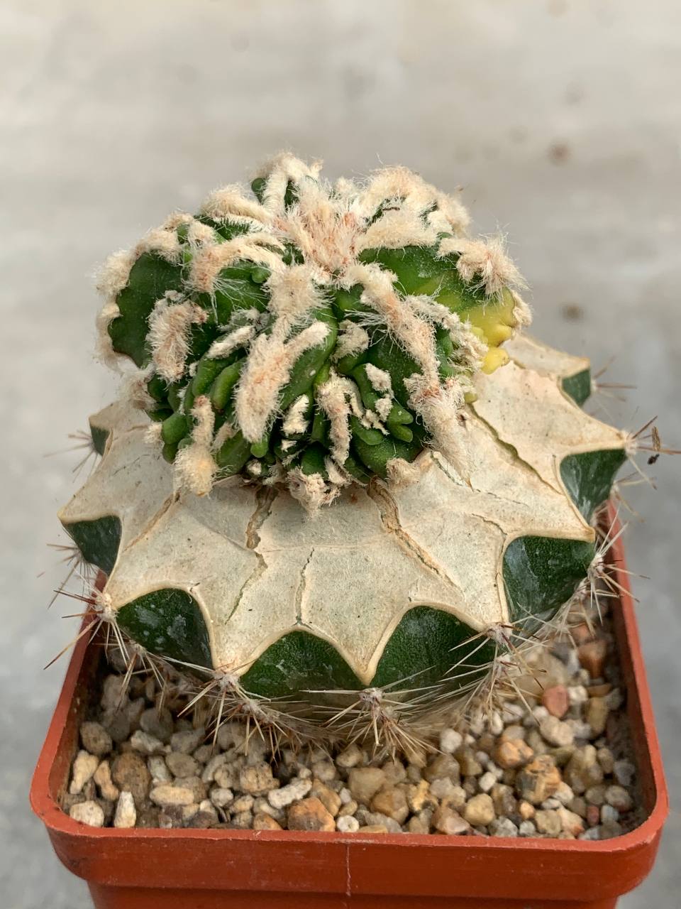 photo_70_2026-04-01_15-16-48