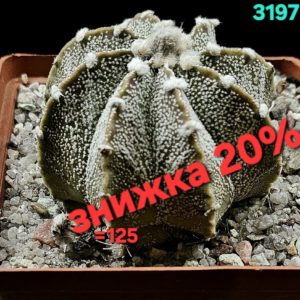 Astrophytum hybrid [`SenAs` X `CoAs`] (8x8) - 3197(B)