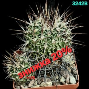 Echinofossulocactus adverispinus (8x8)-3242B