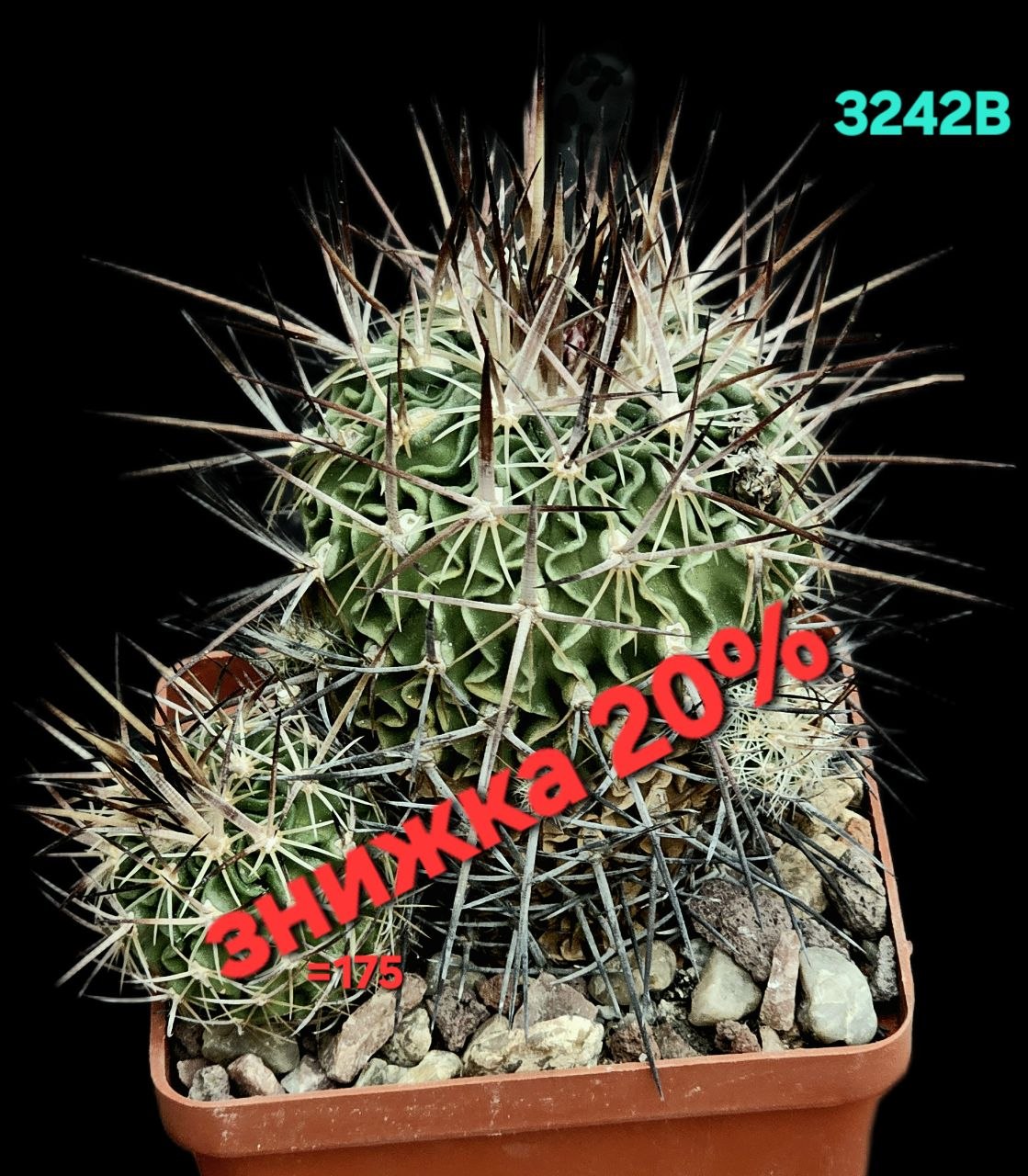 Echinofossulocactus adverispinus (8x8)-3242B