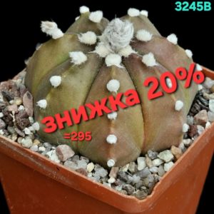 Astrophytum hybrid [Coah X As.nud.] (7x7)-3245B