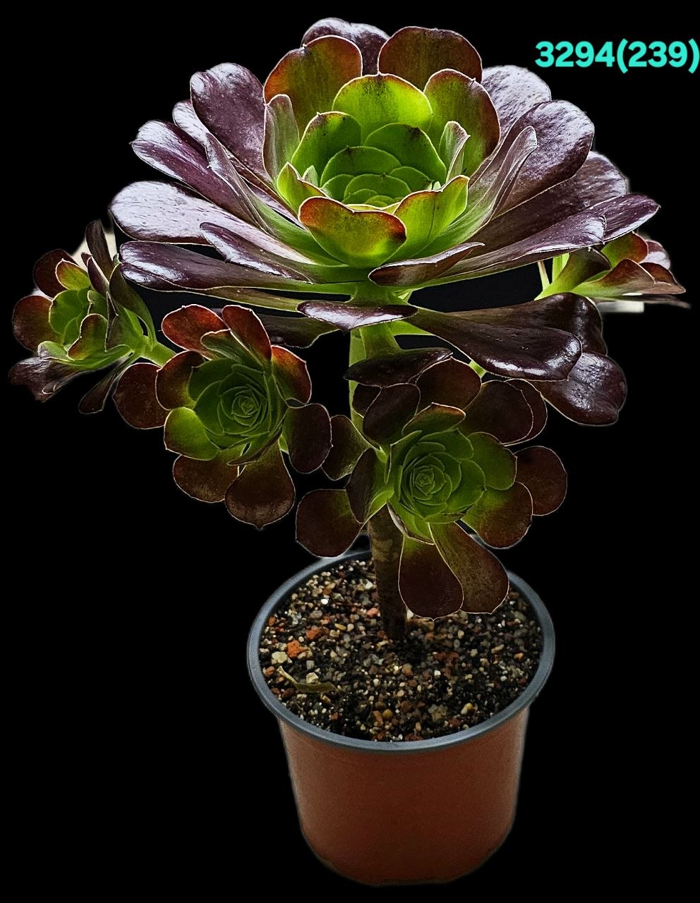 3294