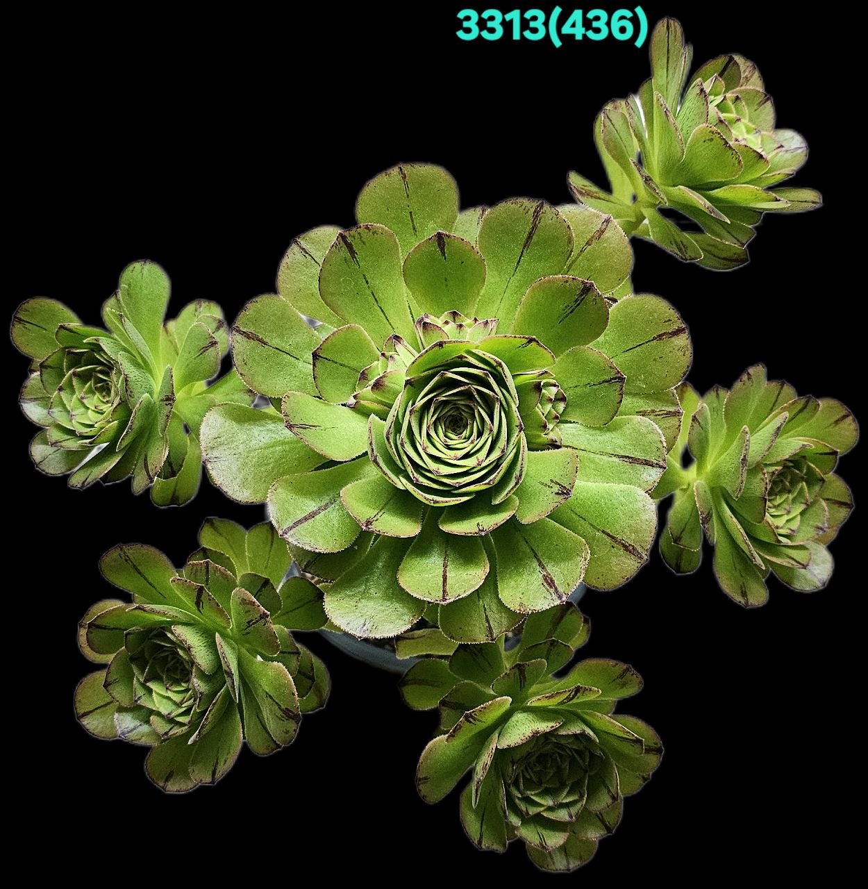 3313-1