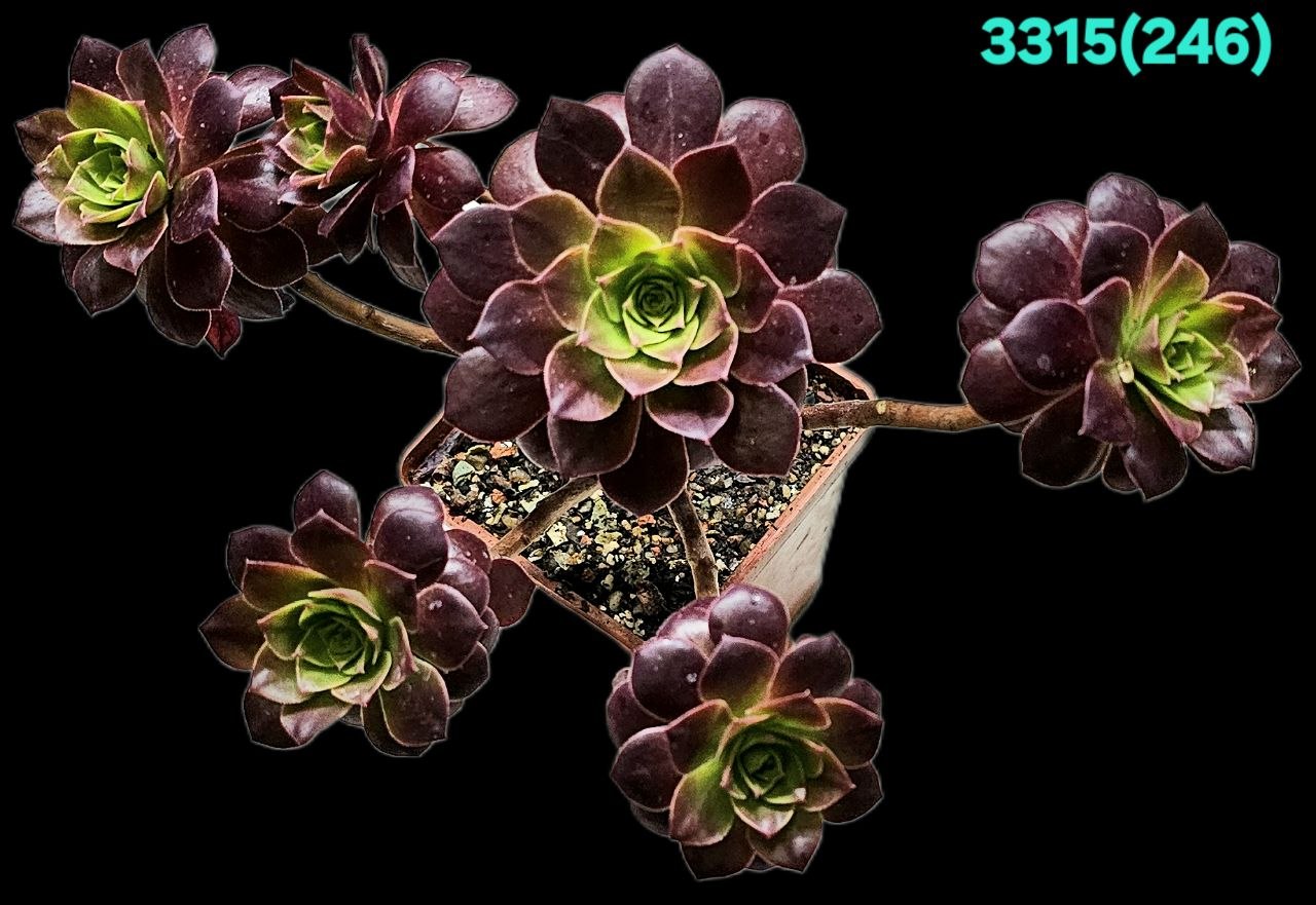 3315-1