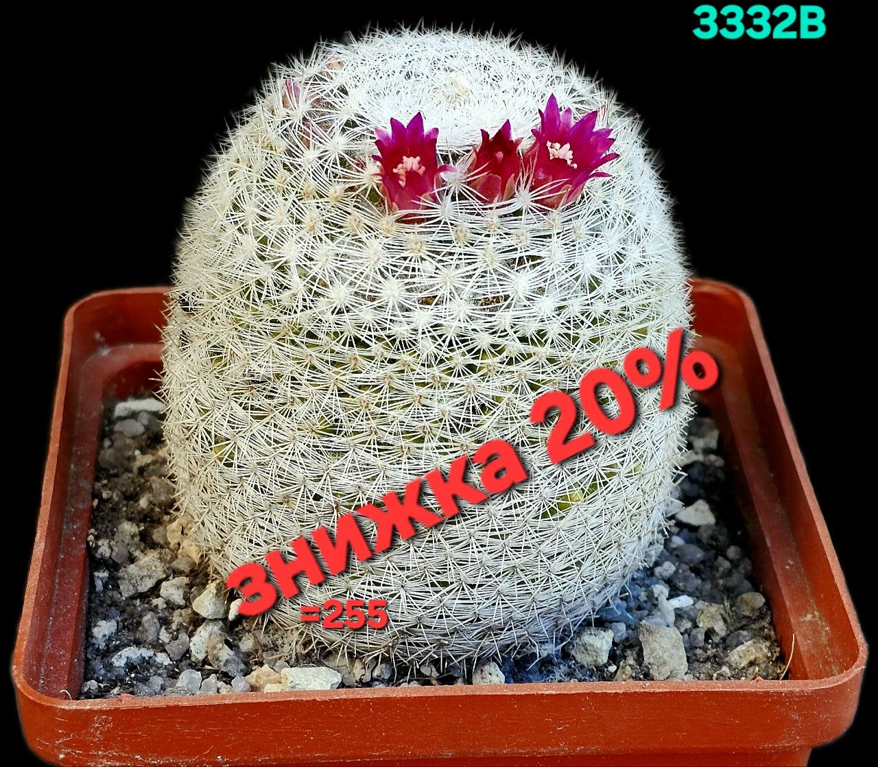 Mammillaria supertexta -P 437 (8x8)-3332B