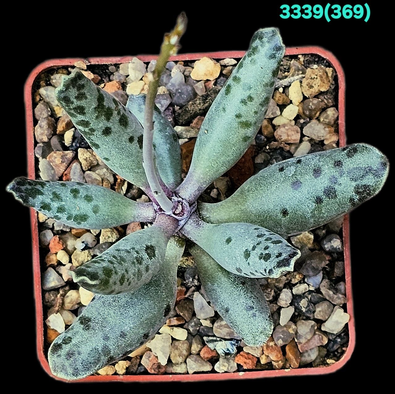 3339-1