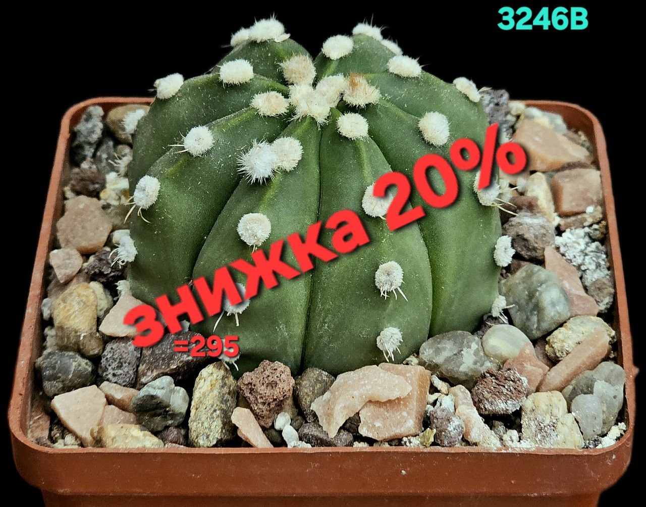 Astrophytum hybrid [SenAs X As] (8x8)-3246B