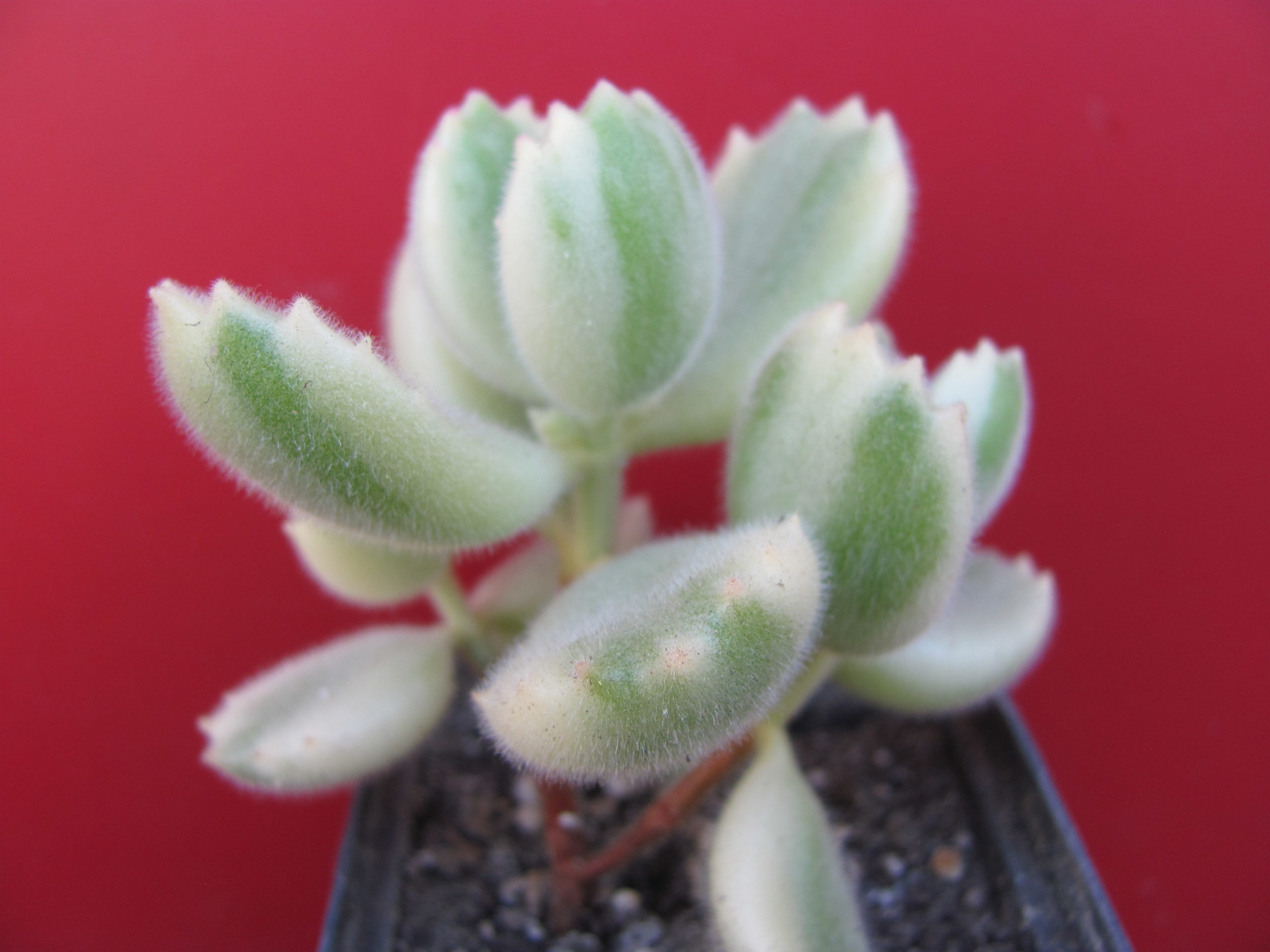 IMG_9803