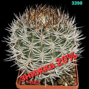 Eriosyce aurata (grafted) –MG 370.821 (12x12)-3398