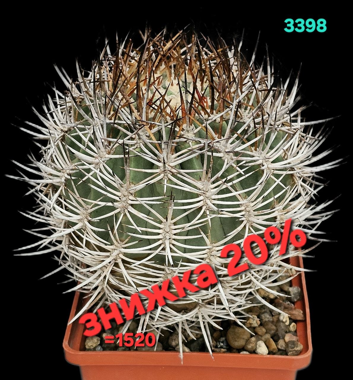 Eriosyce aurata (grafted) –MG 370.821 (12x12)-3398