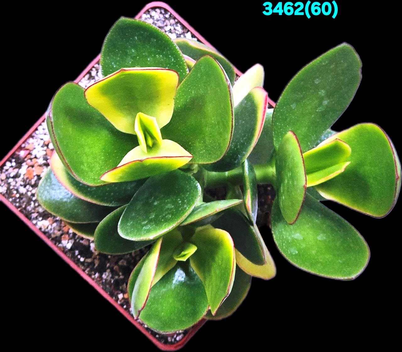 3462-2