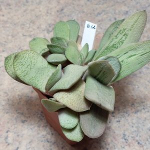 612 Gasteria 'Little Warty' x glomerata різні клони весь горшик