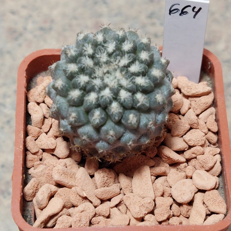 664 Neochilenia aff. setosiflora -Choros Bajos-