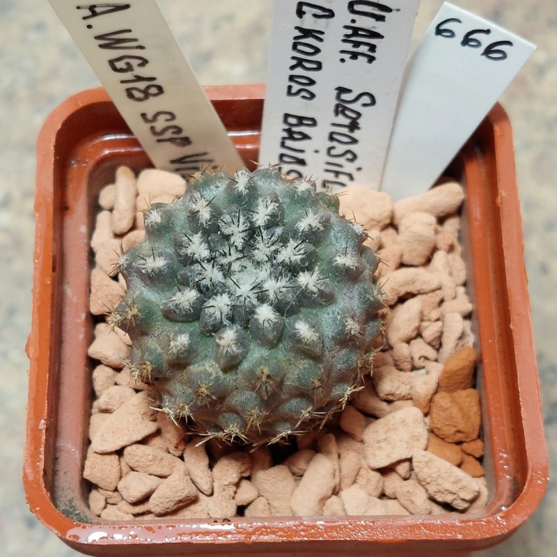666 Neochilenia aff. setosiflora -Choros Bajos-