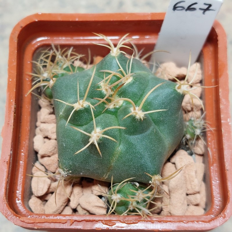 667 Submatucana madisoniorum v. pujupati