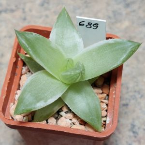 689 Haworthia ‘Midori No Sono’ f. variegata