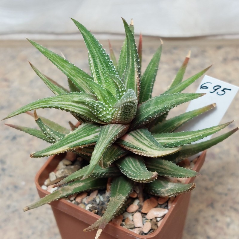 695 Haworthia attenuata f. variegata