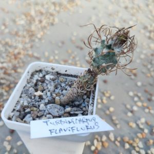 turbinicarpus flaviflorus