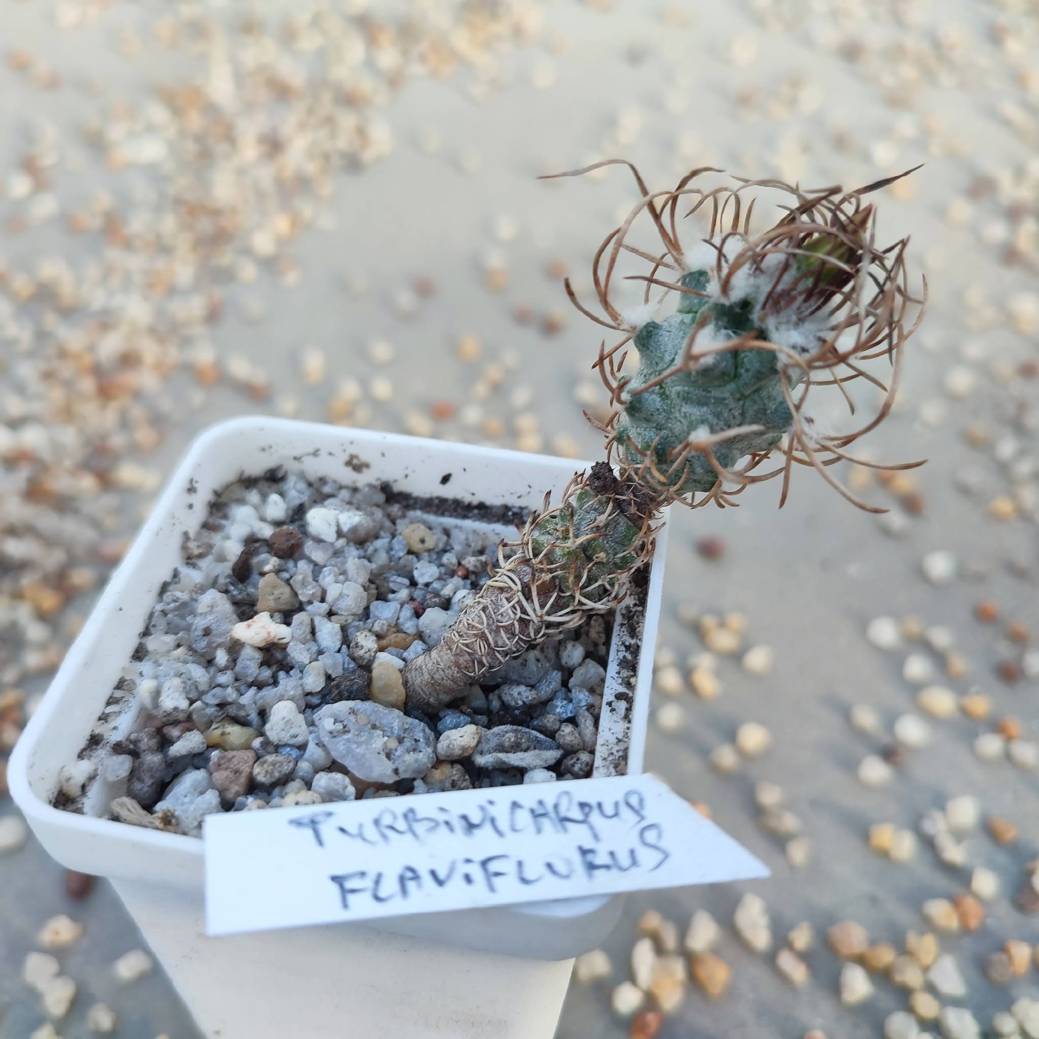 turbinicarpus flaviflorus