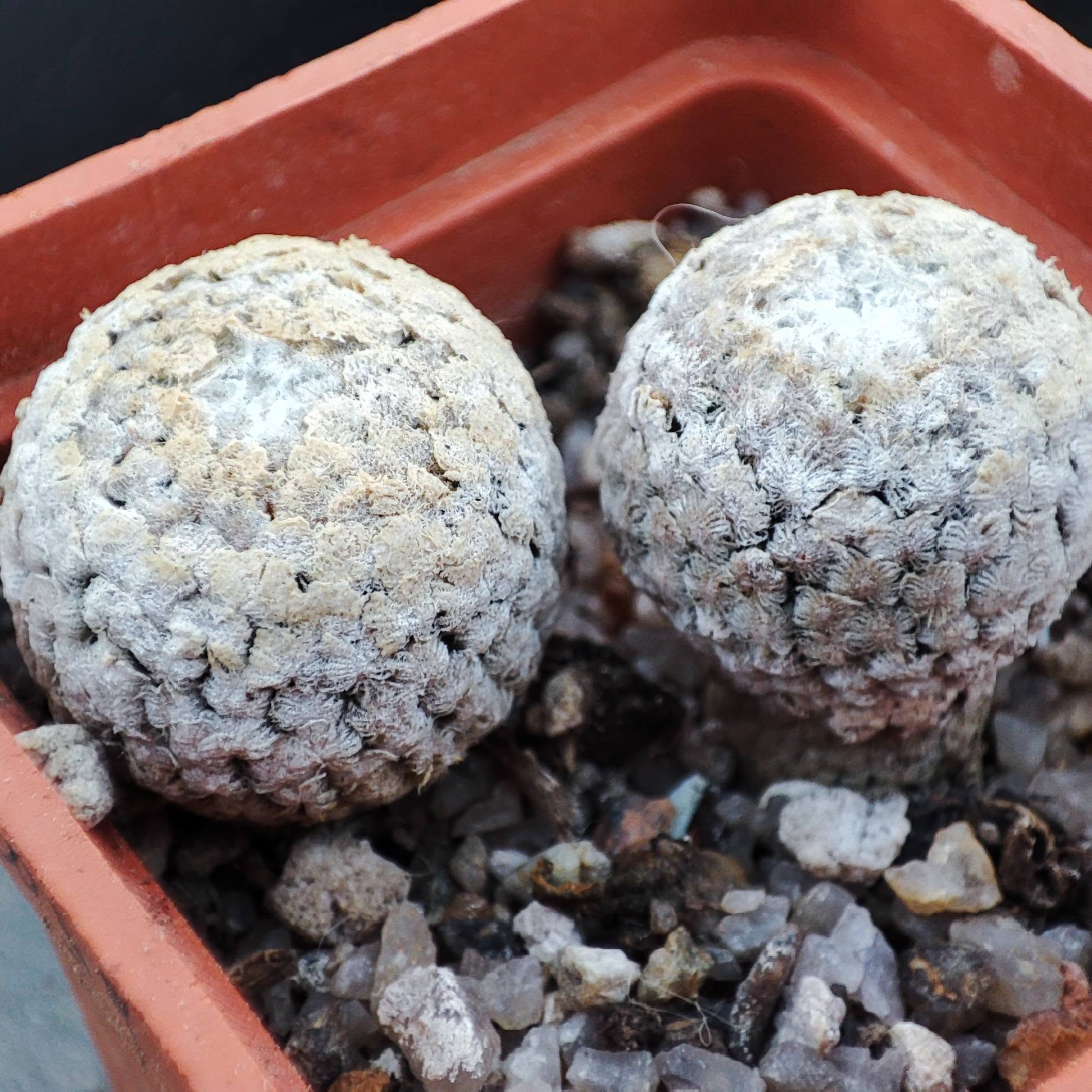 turbinicarpus valdezianus ціна за одну рослину