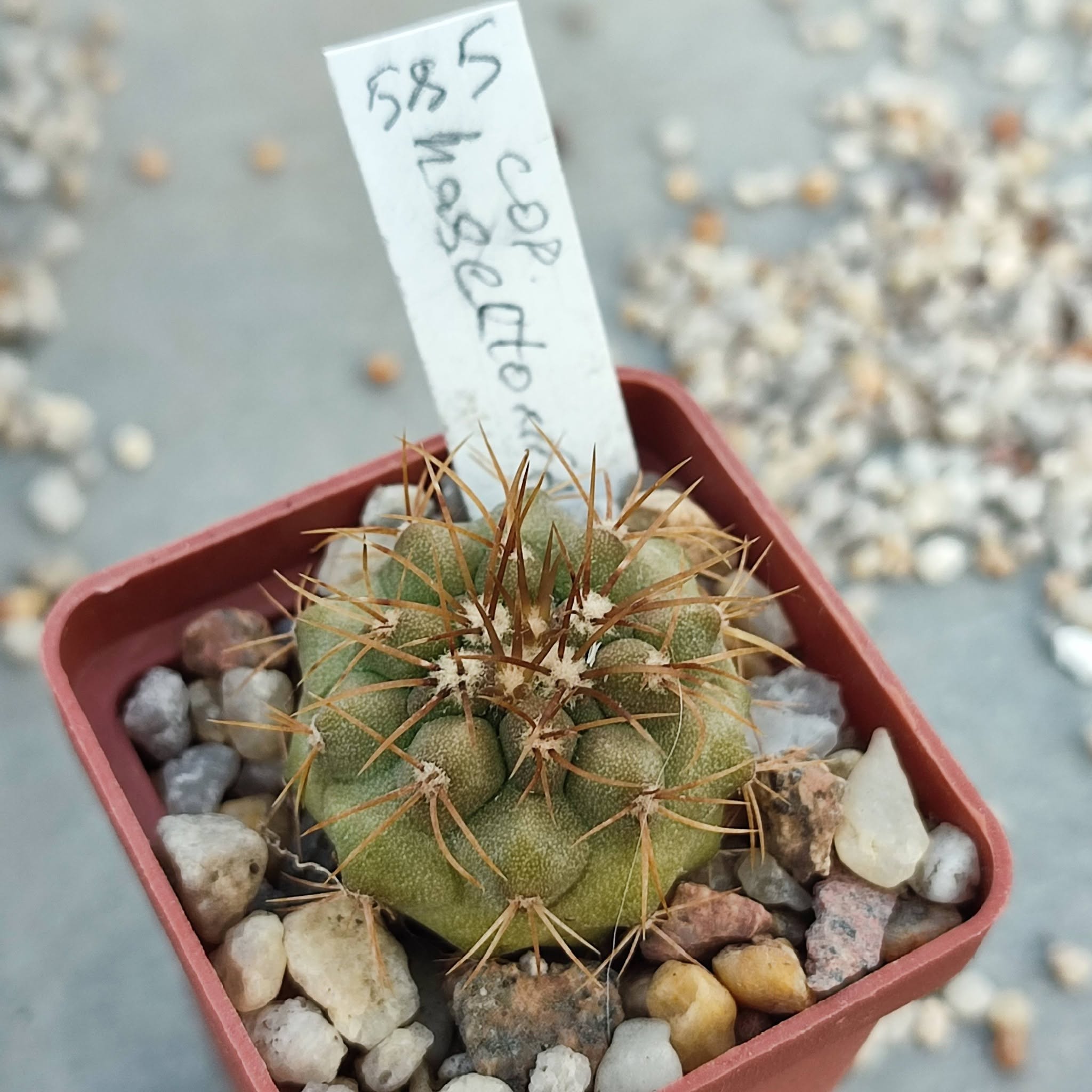 copiapoa haseltoniana
