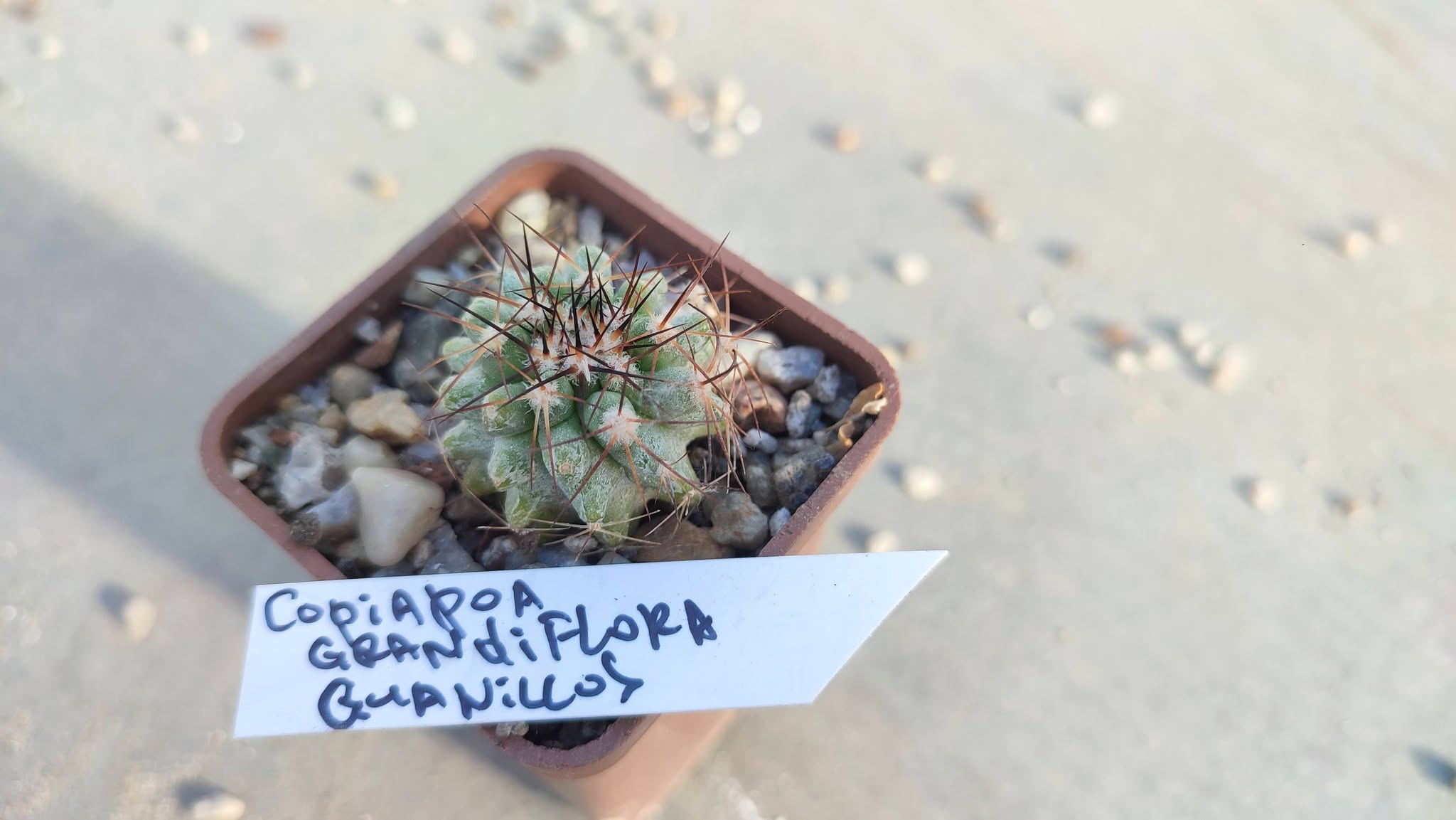 Copiapoa grandiflora Guanillos