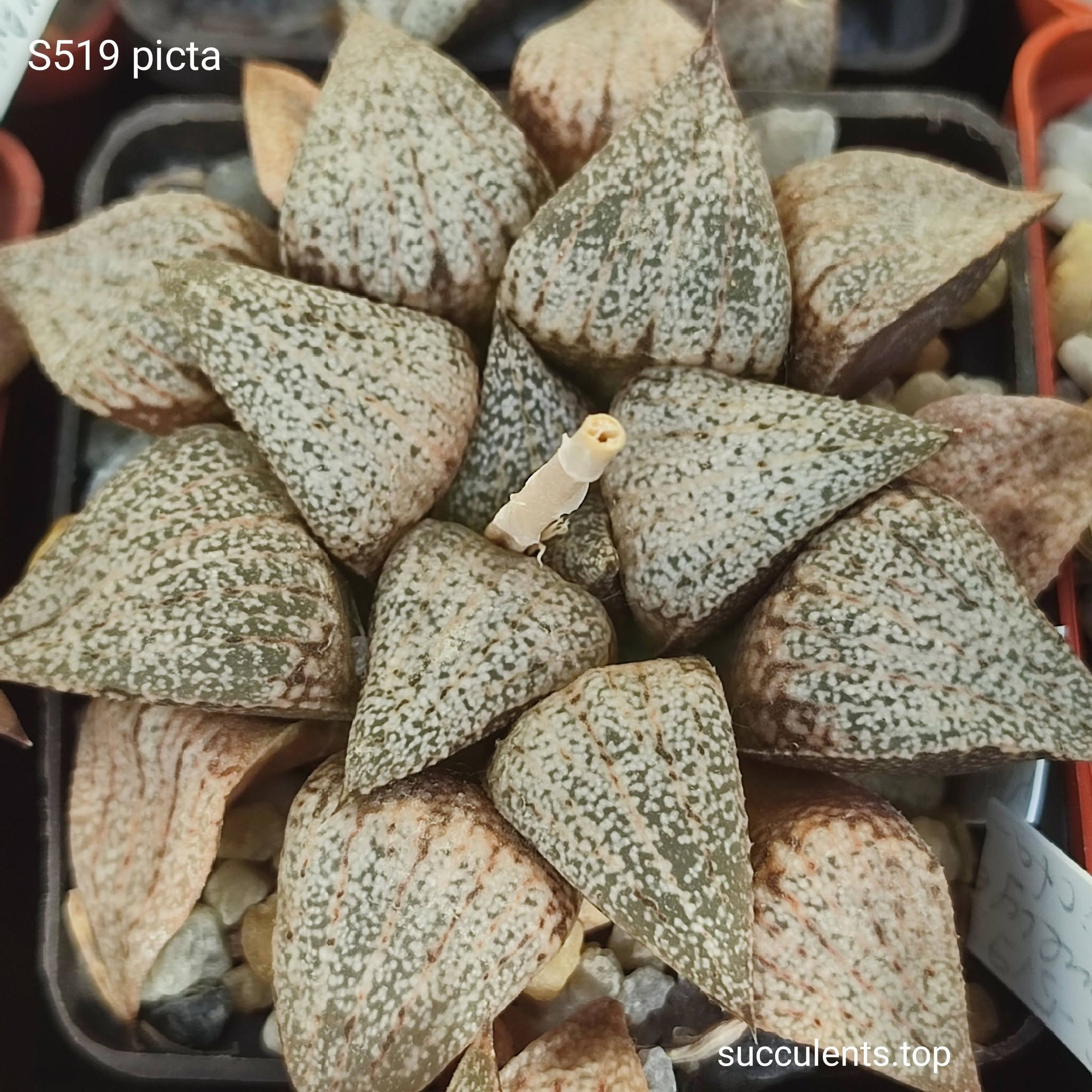 haworthia picta selection (зразок)