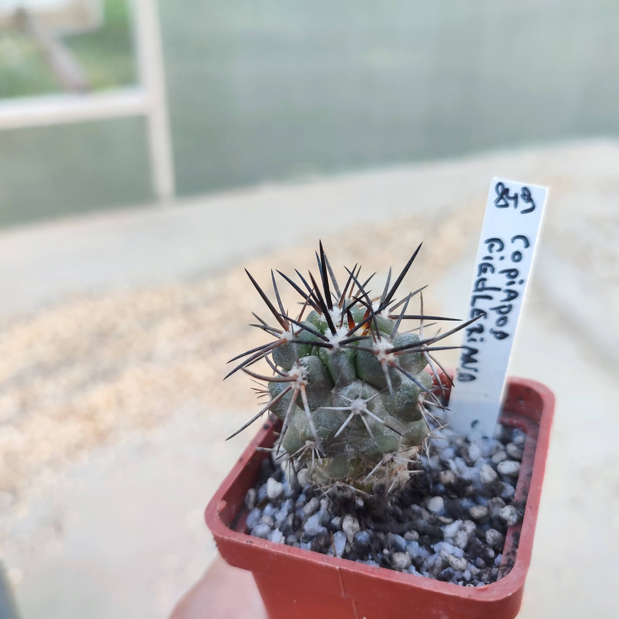 copiapoa fiedleriana