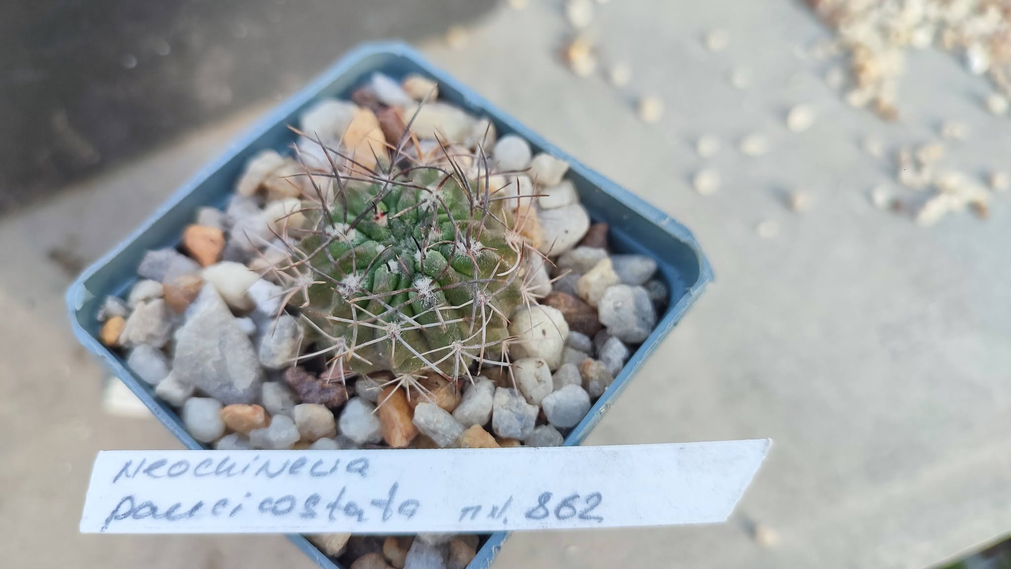 neocholenia paucicostata