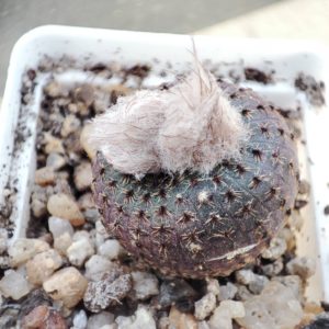 frailea pygmaea phaeodisca
