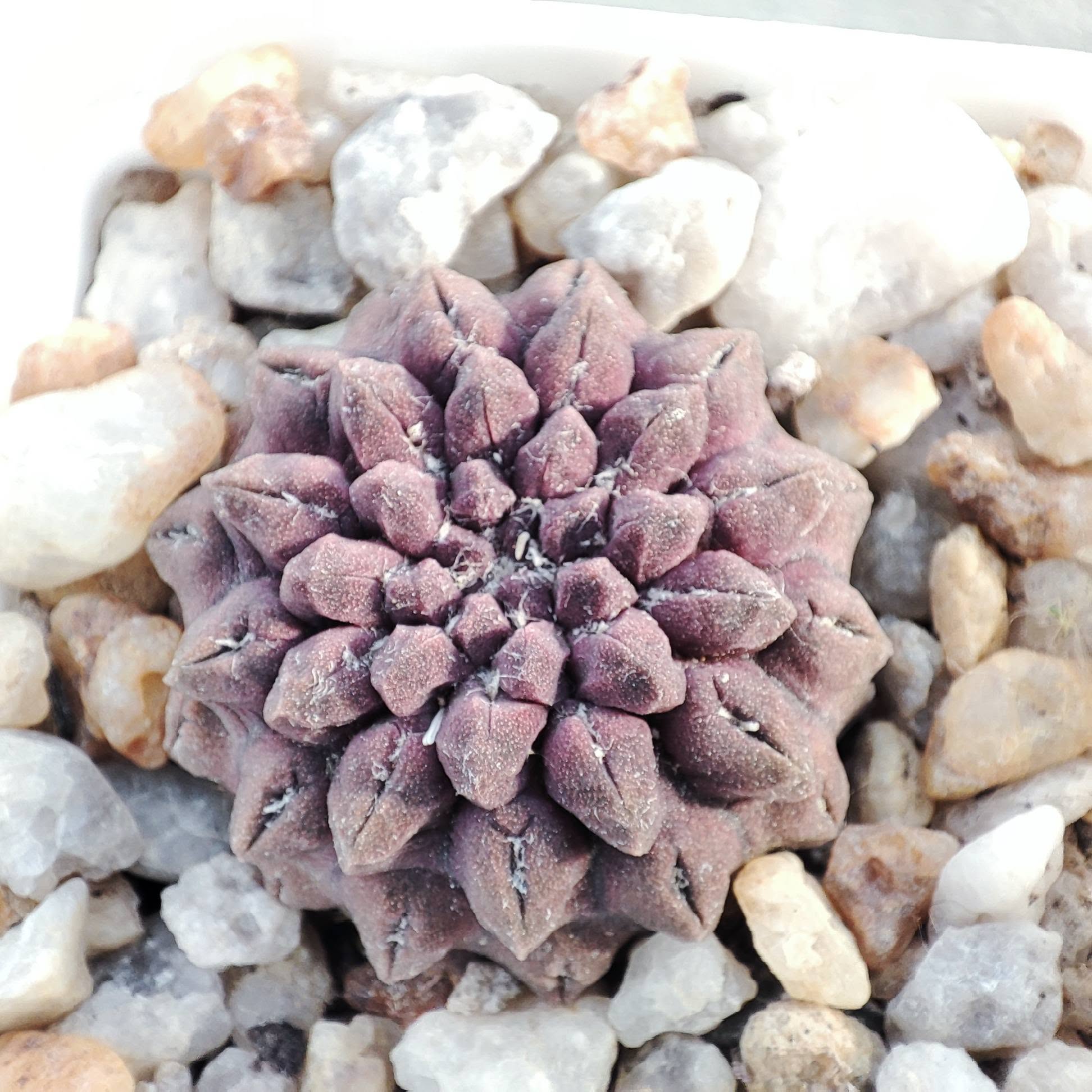 neochilenia occulta selection