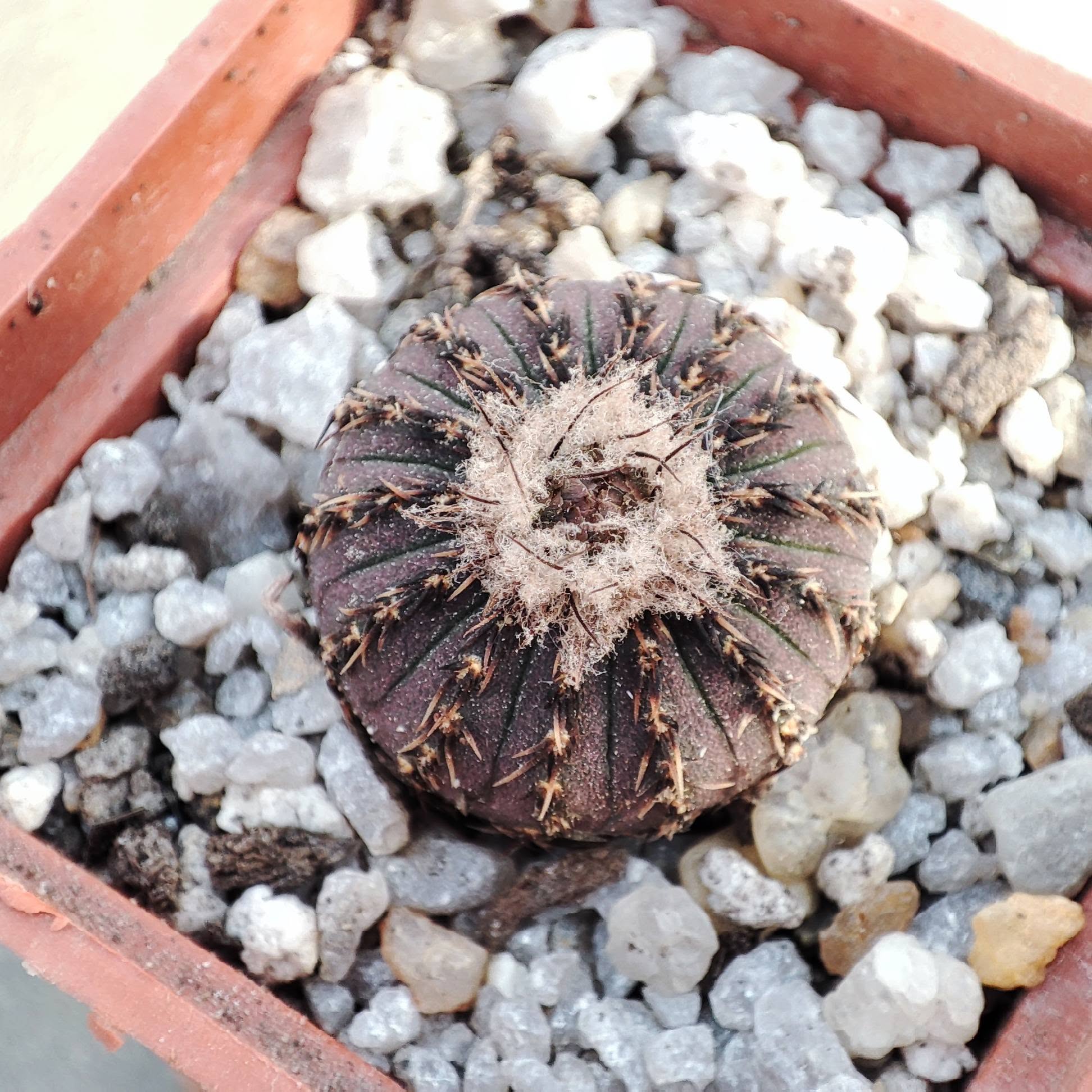 Frailes asteroides