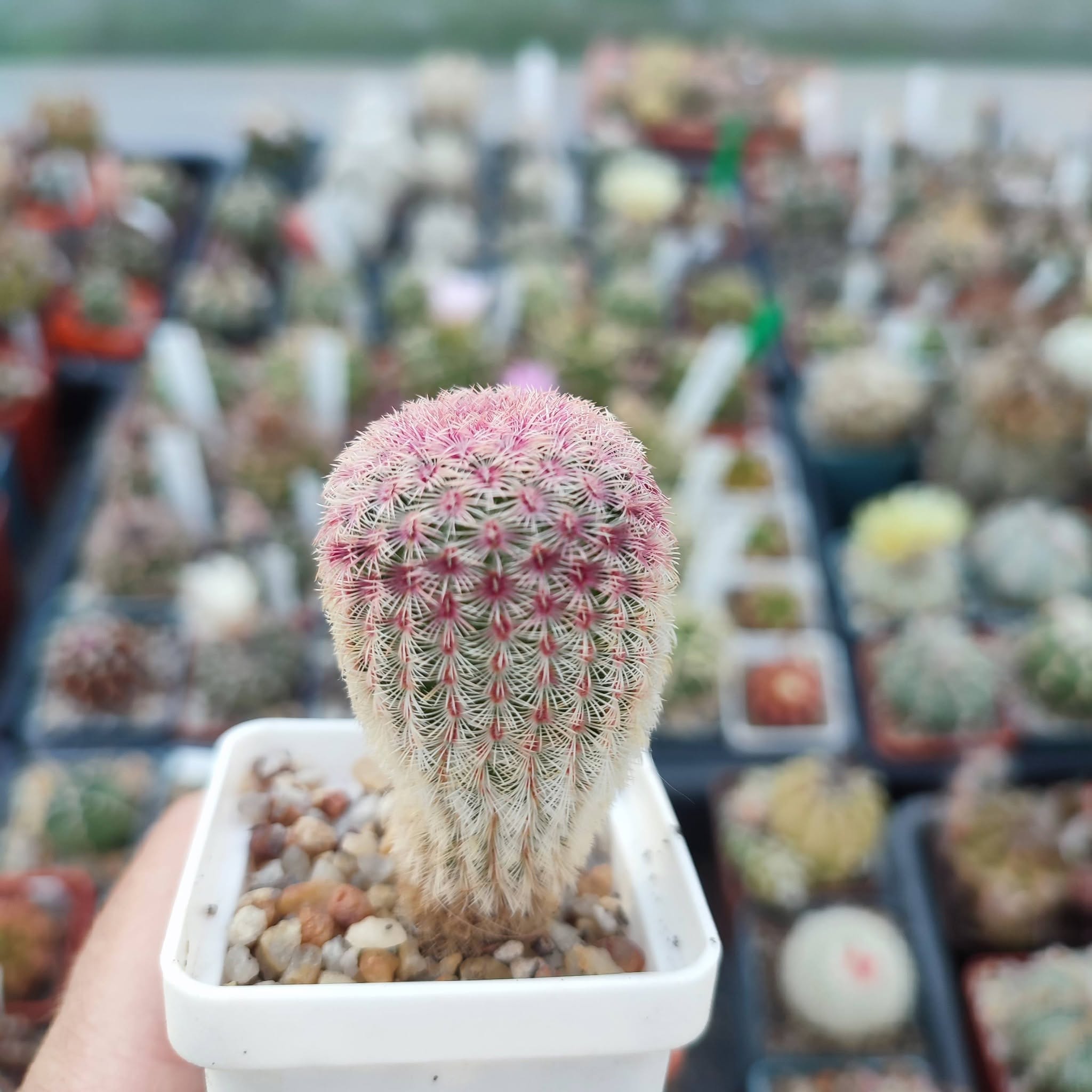 Echinocereus rigidissimus rubrispinus