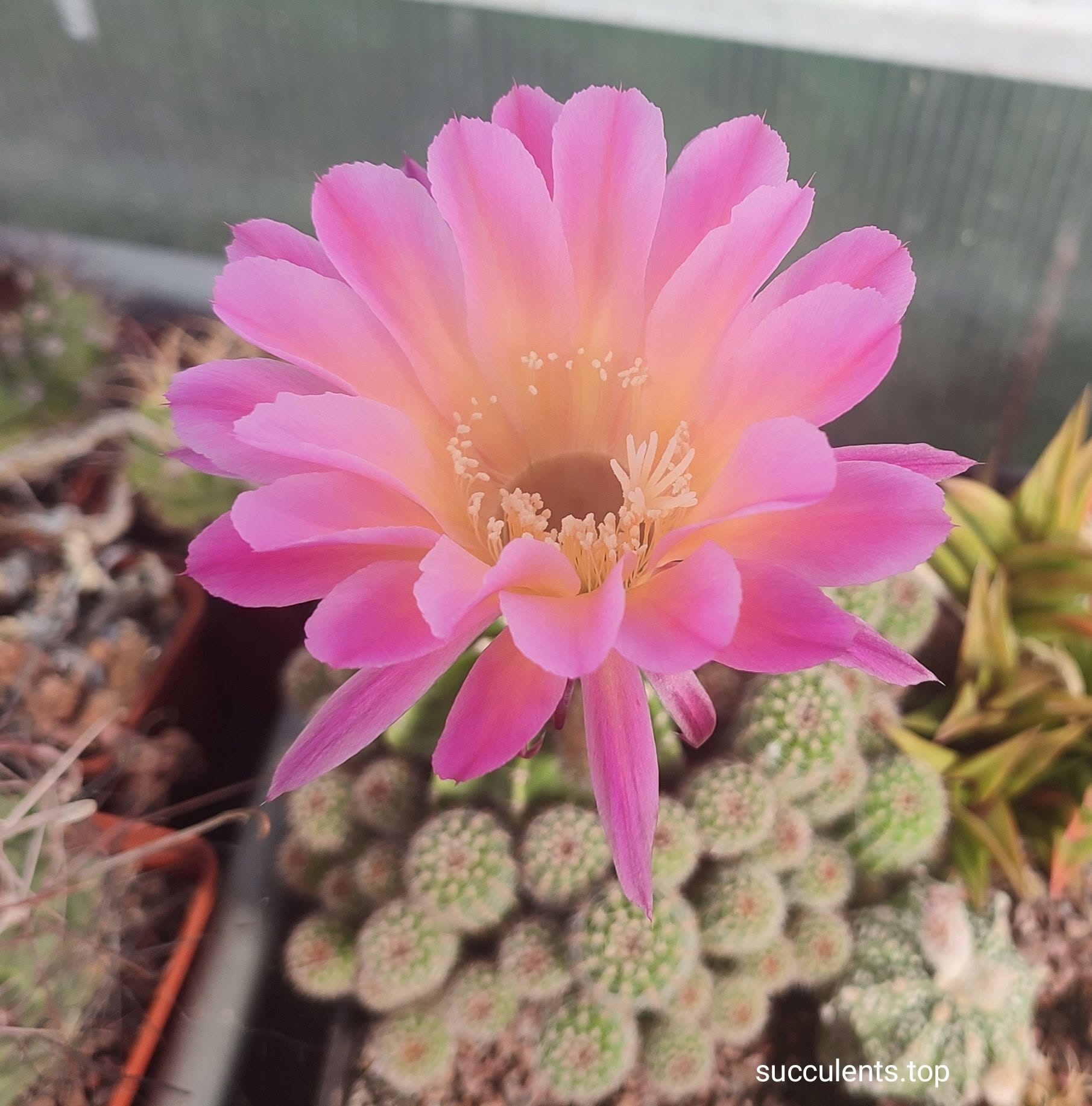 echinopsis hybrid ціна за пагін з цієї рослини